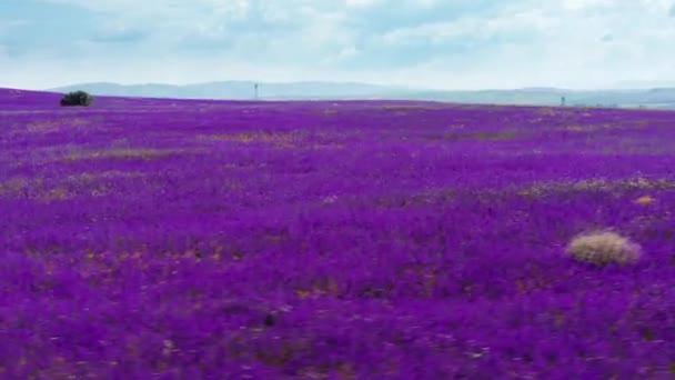 夏には鮮やかな紫色の花を咲かせる畑の空中風景 春の野花 自然の美しさ — ストック動画