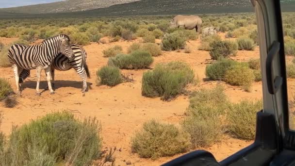 Twee Neushoorn Een Slapende Twee Zebra Naast Elkaar Met Een — Stockvideo