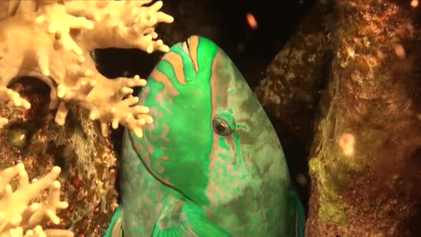 Grüner Papageienfisch Ruht Der Nacht Auf Korallenriff Nahaufnahme — Stockvideo