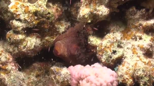 Reef Octopus Changing Colors While Resting Coral Rocks — Stock Video