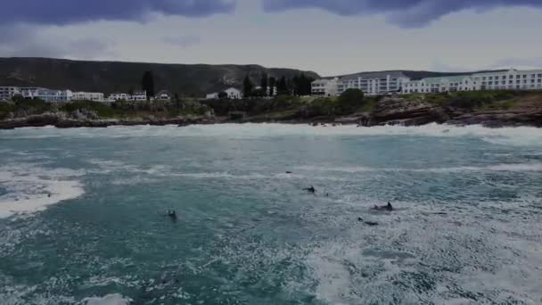 Delfines Nadando Través Espuma Cerca Costa Hermanus Sudáfrica Aéreo — Vídeo de stock