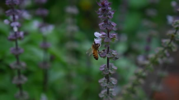 Australská Včela Sbírá Sladký Výstřih Pylu Bazalkových Květin Bylinkové Zahradě — Stock video
