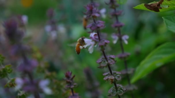 Abelhas Australianas Alimentando Flores Manjericão Jardim Vegetal Perto — Vídeo de Stock