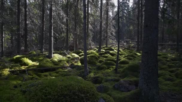 Luas Sudut Pandang Lama Mossy Boreal Hutan Taiga Tanpa Orang — Stok Video