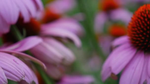 Vackra Coneflowers Trädgården Våren Qld Australien Närbild Skjutreglaget — Stockvideo