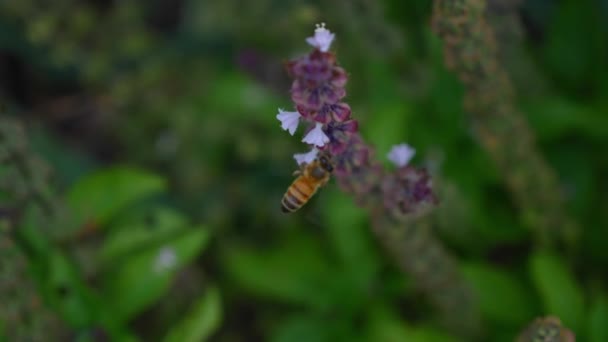 Honey Bee Foraging Flores Manjericão Jardim Perto — Vídeo de Stock