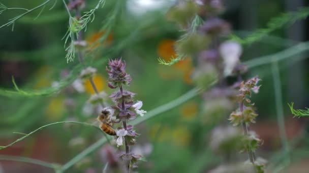 Abeja Alimenta Hermosas Flores Albahaca Jardín Enfoque Rack — Vídeos de Stock