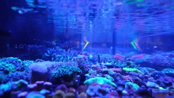 Det Mörkblå Vattnet Ett Forskningsakvarium Med Olika Korallsorter Ett Simulerat — Stockvideo