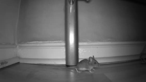 Две Мыши Врезаются Друг Друга Гостиной — стоковое видео