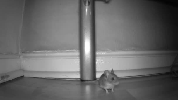 Pequeno Mouse Olha Para Câmera Trilha — Vídeo de Stock