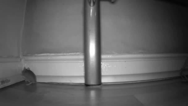 Küçük Bir Fare Oturma Odasının Duvarını Kontrol Eder — Stok video
