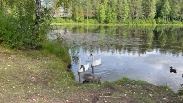 Rodzina Łabędzi Nad Brzegiem Statyczny Strzał Słoneczny Letni Dzień Spokojny — Wideo stockowe