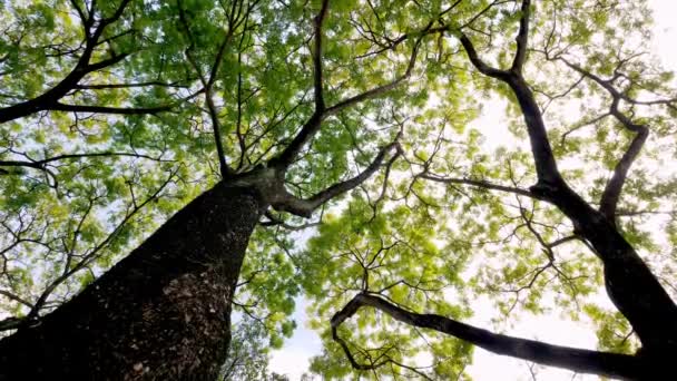 Camera Positioned High Recording Tree Branches Foliage Blue Sky — Stock Video