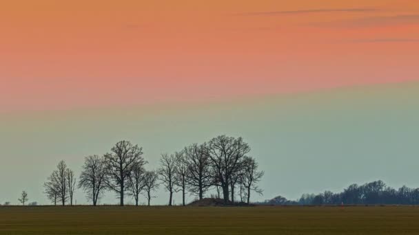 Silhouette Des Arbres Nus Sur Terrain Sous Coucher Soleil Vivifiant — Video