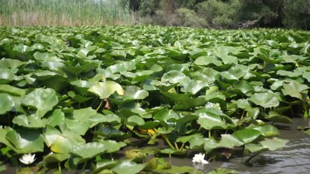 Indah Waterlily Danau Liar Dalam — Stok Video