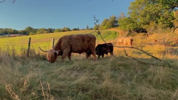 Mladý Highland Kráva Sání Matky Vemena Pak Headbutting Vemena Uvolnit — Stock video