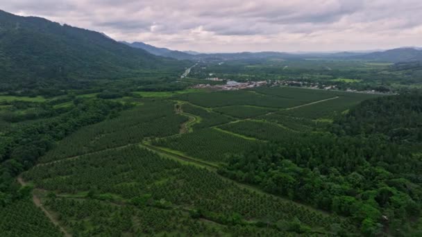 Vista Panorâmica Sobre Plantação Coco Cercada Com Floresta Verde Montanhas — Vídeo de Stock