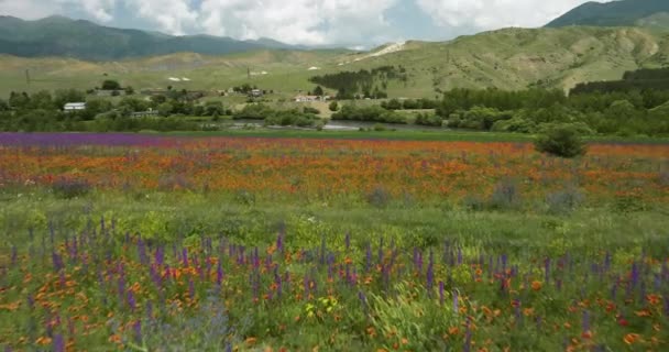 Fliegen Sie Über Bunte Wildblumenfelder Der Nähe Des Flusses Kura — Stockvideo