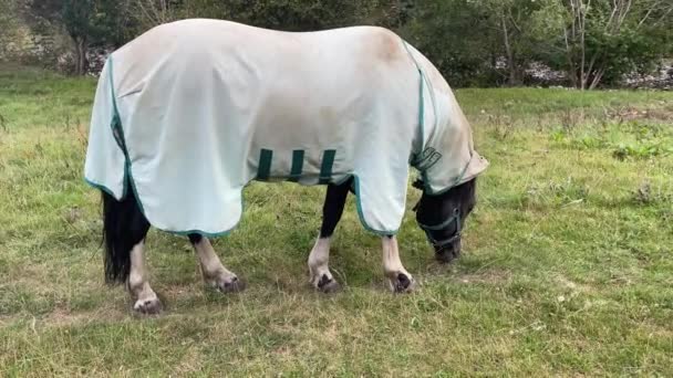 Hand Held Schot Van Een Paard Grazen Lucious Groen Gras — Stockvideo