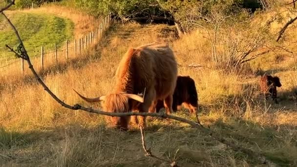 Una Vaca Montañosa Rasguñándose Comiendo Mientras Descendencia Chupa Sus Ubres — Vídeos de Stock