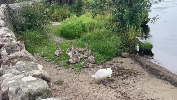 Семья Лебедей Детскими Подписями Берегу Озера Лох Ломонд — стоковое видео