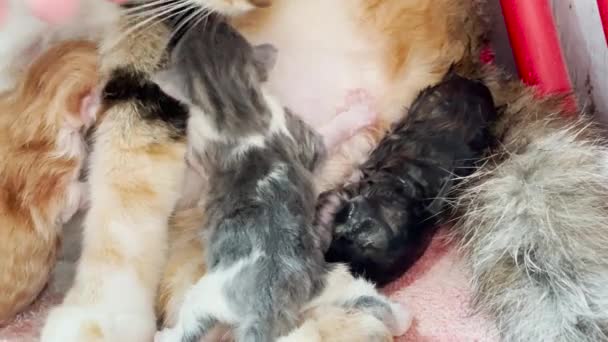 Pasgeboren Baby Kittens Drinken Moedermelk Eén Baby Nog Nat Vanaf — Stockvideo