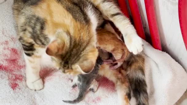 Cat Mama Licks Her New Babies — Stock Video