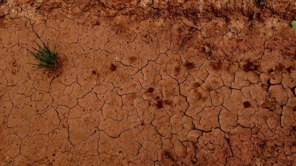 Dry Cracked Ground Receives Few Raindrops Long Season Drought Isolated — Stock Video