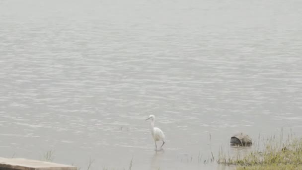 Nehrin Kıyısında Bulutlu Rüzgarlı Bir Günde Siyah Gagalı Orta Büyüklükte — Stok video