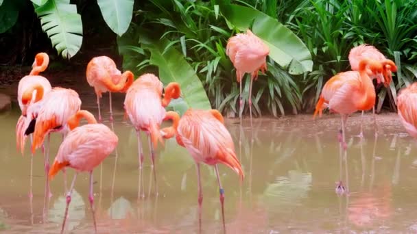 Grand Nombre Flamants Roses Dans Zone Conservation — Video