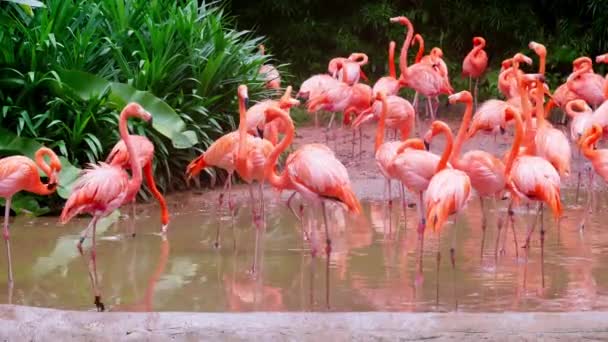 Ett Stort Antal Flamingos Bevarandeområdet — Stockvideo