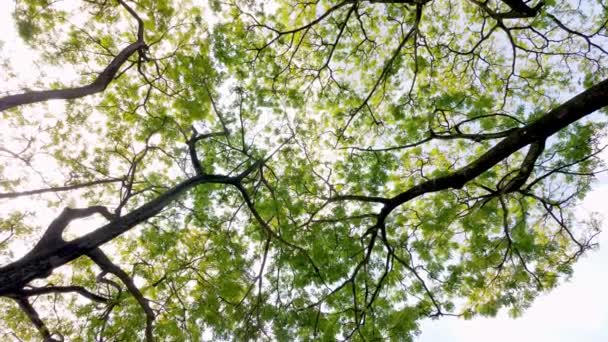 Rotation Tittar Upp Från Trädtoppen Med Gröna Och Guld Grenar — Stockvideo