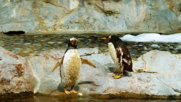 Tučňák Královský Kontrolovaném Prostředí Zoologické Zahradě Pro Zachování Druhu — Stock video
