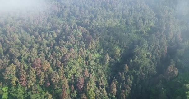 Aerial Drone View Dense Forest Slopes Mount Sumbing Central Java — Stock Video