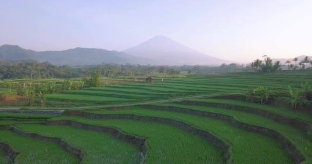 美しい棚田緑の田んぼ インドネシアの山々 4Kビデオ — ストック動画