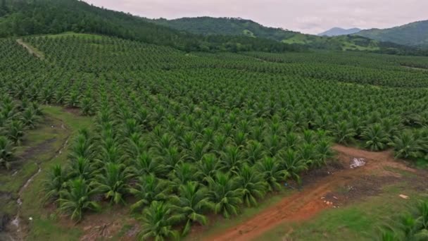 Coconut Trees Mountains Villa Altagracia Cloudy Day Dominican Republic Aerial — Stok Video