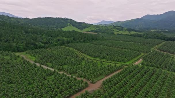 Widok Powietrza Karłowatą Farmę Kokosową Villa Altagracia Dominikana Zdjęcia Dronów — Wideo stockowe