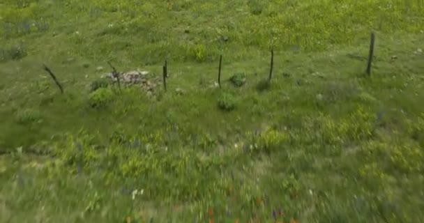 Güney Georgia Aspindza Yakınlarında Bahar Çayırları Çiçekler Hava Aracı Görüntüsü — Stok video
