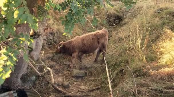 Uma Jovem Vaca Das Terras Altas Arrasar Relva Uma Colina — Vídeo de Stock