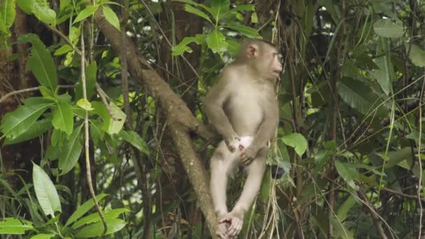 Monkey Young Pig Tail Macaque Sitting Tree Scratching Leg Tropical — Stock Video