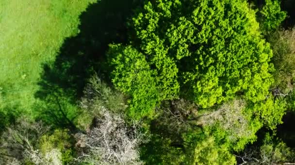 Blick Auf Baumwipfel Und Grüne Wiesen Der Nähe Von Siloam — Stockvideo
