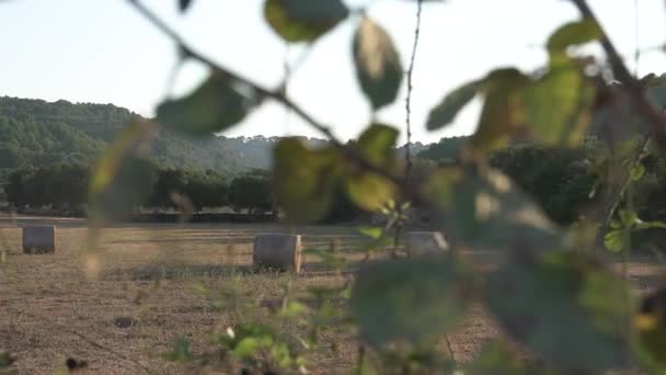 用圆形的稻草包穿过大灌木丛的叶子 露出一片收割的田地 多利平板相机向左移动 日出时的电影拍摄 — 图库视频影像