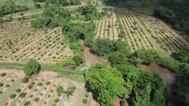 Limon Ağacı Fidanlığı Kırsal Turunçgillerin Üzerinde Düz Sıra Ağaçlarla Uçmak — Stok video