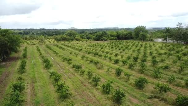 Citronplantage Citrusfruktträdgård Gröna Fruktträd Som Växer Trädgården — Stockvideo