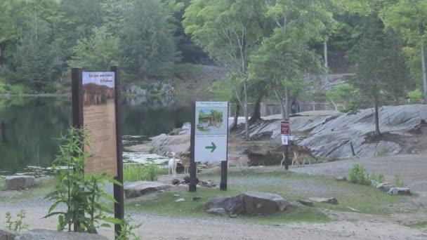 Single Albinos Rådjur Massiva Paket Med Normala Park Omega Kanada — Stockvideo