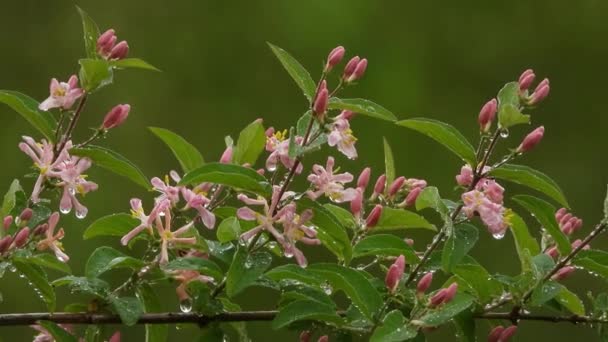 春のピンク色の花を雨で緑の自然背景に咲かせます — ストック動画