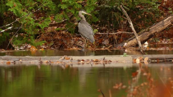 Nagy Kék Heron Madár Áll Elkezd Halászni Őszi Erdő Folyó — Stock videók