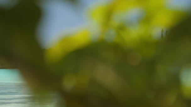 Surplombant Une Plante Tropicale Premier Plan Pour Révéler Lagon Pittoresque — Video