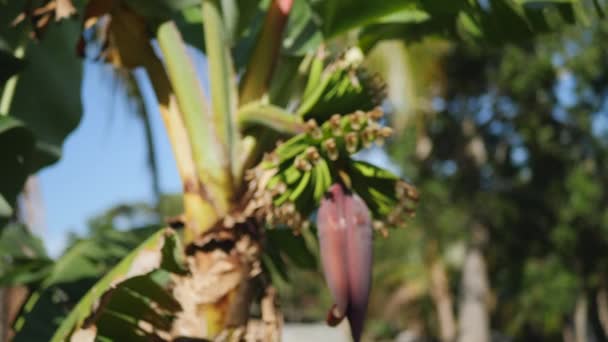 Petites Bananes Juste Après Stade Floraison Poussant Sur Plante Banane — Video