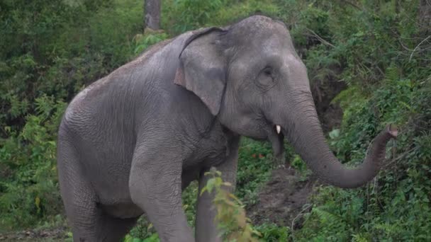 Vadon Élő Thai Ázsiai Elefánt Sétál Dzsungelben Csomagtartót Tesz Levegőbe — Stock videók